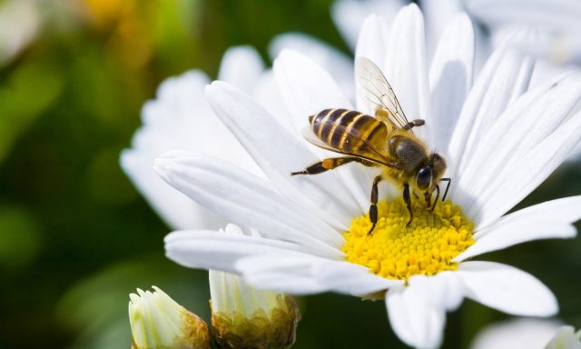 O que pode a Oracle Cloud fazer pelas abelhas e por nós? Mais do que imagina