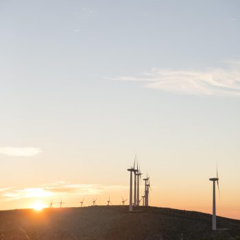 Solução da Minsait usa IA para proteger morcegos em parques eólicos