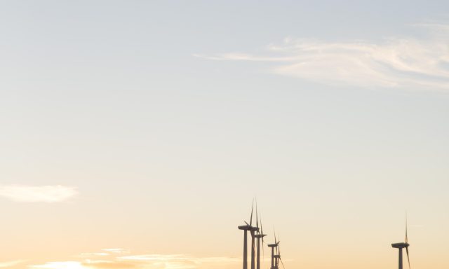 Solução da Minsait usa IA para proteger morcegos em parques eólicos